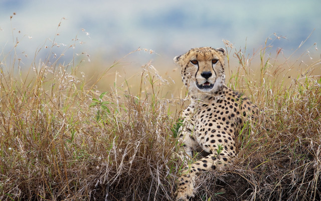 Cheetah field tallgrass weeds nature free wallpaper for desktop - medium preview image