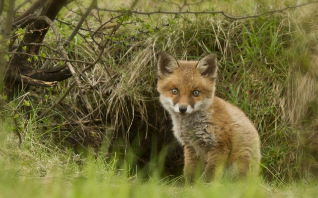 Small fox grassy tree bushes free wallpaper for desktop - medium preview image