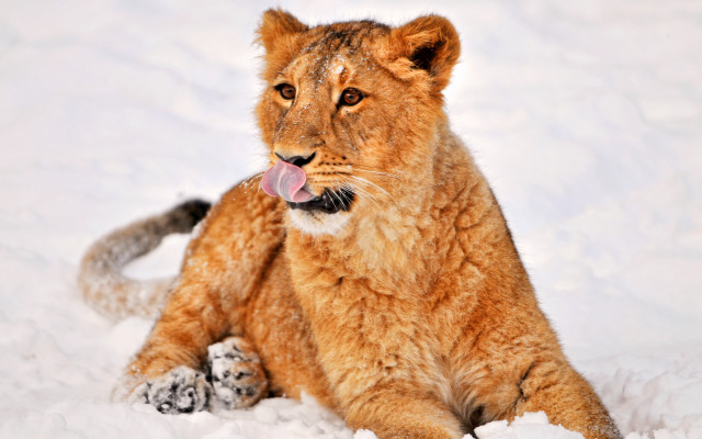 Lion sitting snow tongue out free wallpaper for desktop - medium preview image