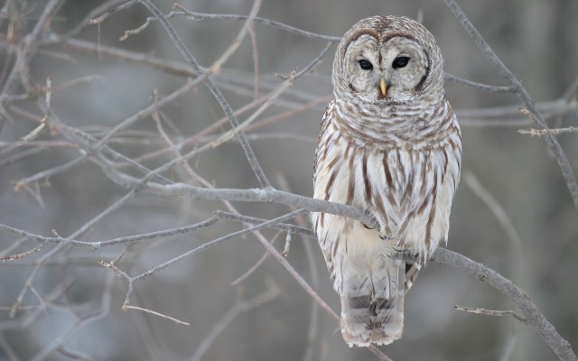 Barred owl perched forest no #3 free wallpaper for desktop - medium preview image