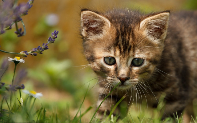 Kitten field grass flowers purple free wallpaper for desktop - medium preview image