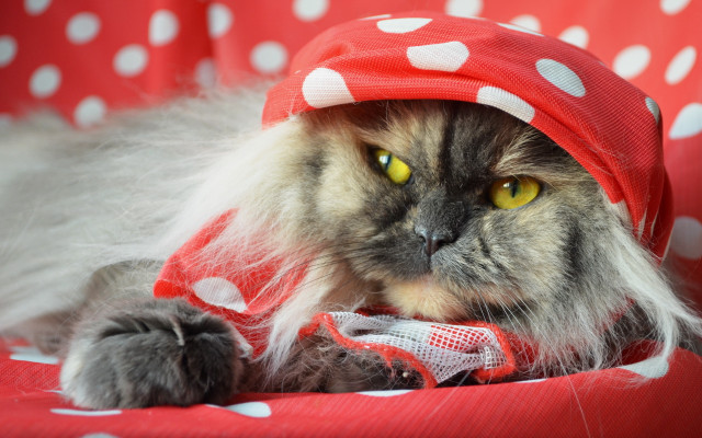 Cat redhat polkadot rococo fashion free wallpaper for desktop - medium preview image