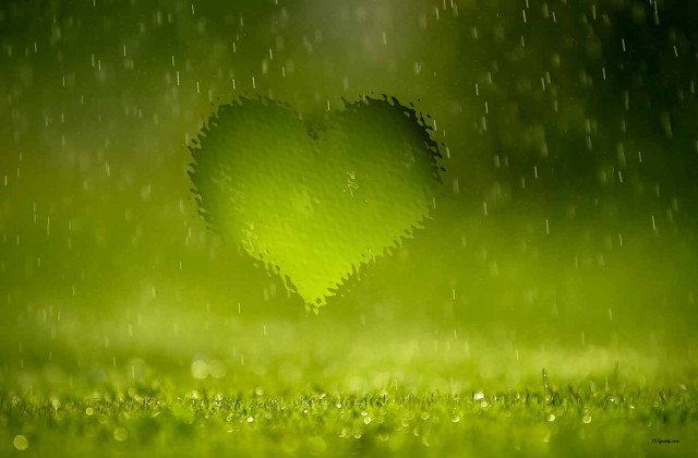 Heart shaped green grass rain free wallpaper for desktop - medium preview image