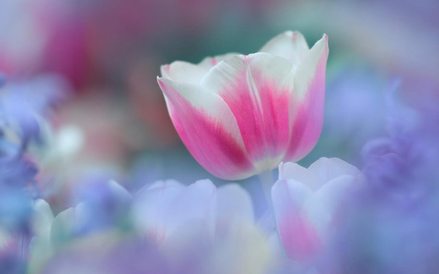Pink tulip blue purple flower free wallpaper for desktop - medium preview image