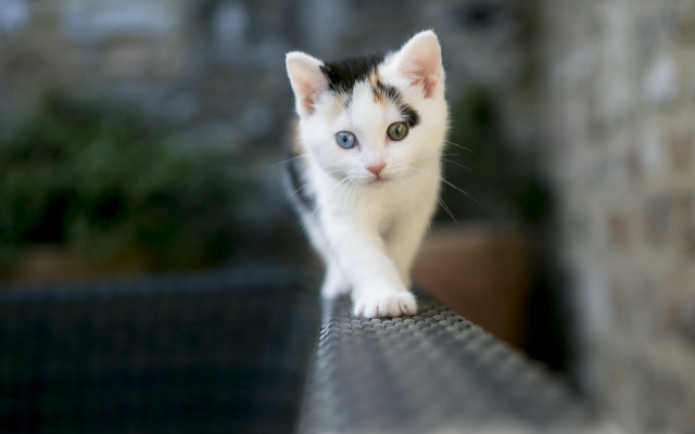 Curious white kitten on ledge free wallpaper for desktop - medium preview image