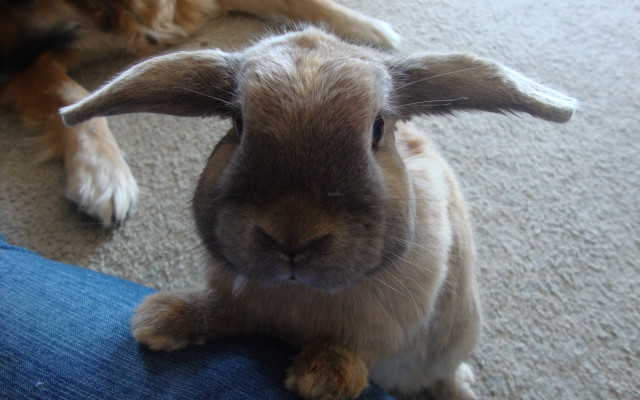 Rabbit dog leg closeup photocopy free wallpaper for desktop - medium preview image