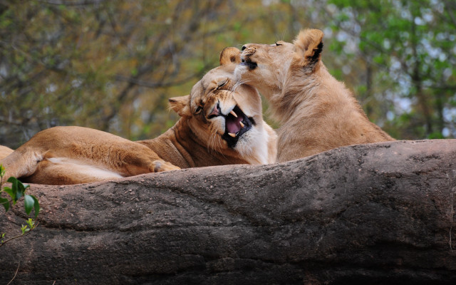 Lions yawning rock blurry nature free wallpaper for desktop - medium preview image