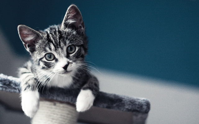 Kitten sitting scratching post sad free wallpaper for desktop - medium preview image