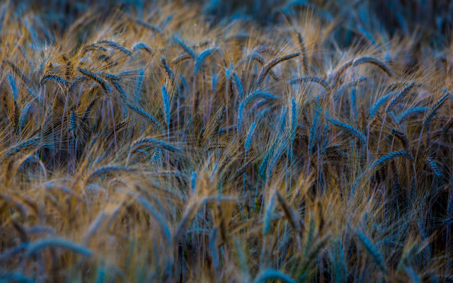Wheat field blue yellow highlights free wallpaper for desktop - medium preview image