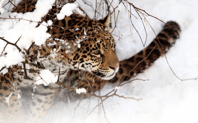 Leopard walking snow woods carlos free wallpaper for desktop - medium preview image