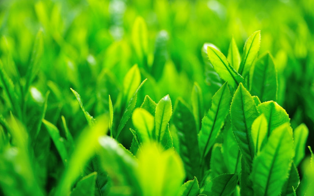 Green plant leaves blurry background free wallpaper for desktop - medium preview image