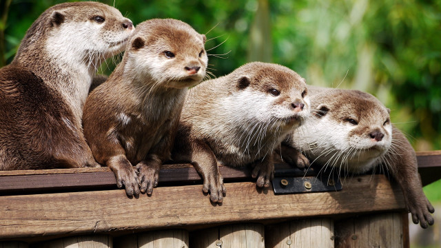 Three otters wooden ledge blurry free wallpaper for desktop - medium preview image