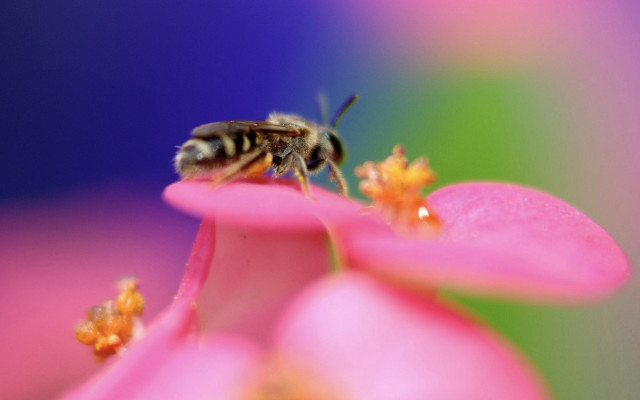Bee pink flower macro ecological free wallpaper for desktop - medium preview image