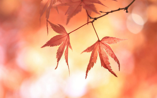 Branch leaves autumn sunset macro free wallpaper for desktop - medium preview image