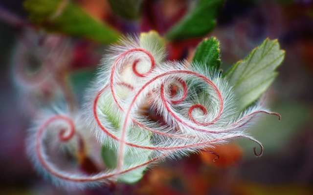 Plant swirly leaves ecological art free wallpaper for desktop - medium preview image
