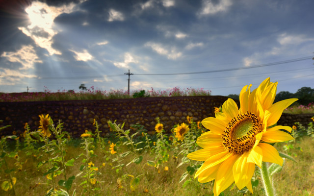 Sunflower field sky hill mountain free wallpaper for desktop - medium preview image