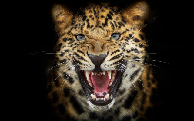 Leopard closeup open mouth teeth free wallpaper for desktop - medium preview image