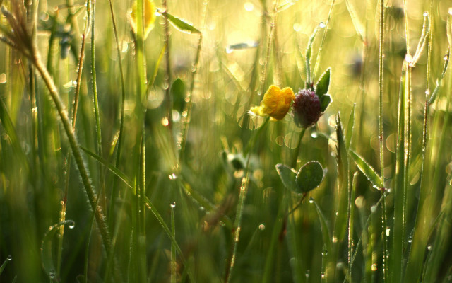 Yellow red flower dew grass free wallpaper for desktop - medium preview image