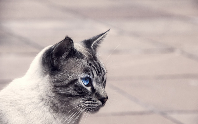 Cat blue eyes on brick free wallpaper for desktop - medium preview image