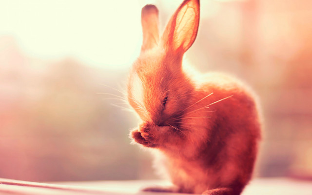 Small rabbit table window blurry free wallpaper for desktop - medium preview image