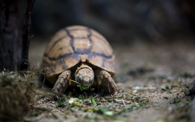 Tortoise forest macro photography naturalism free wallpaper for desktop - medium preview image