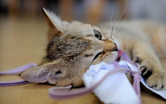 Cat ribbon back on table free wallpaper for desktop - medium preview image