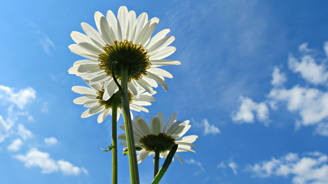 White flower green plant blue free wallpaper for desktop - medium preview image