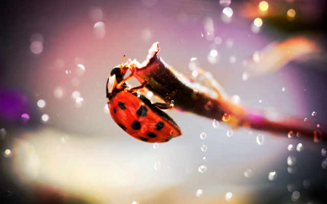 Ladybug flower stem rain water free wallpaper for desktop - medium preview image