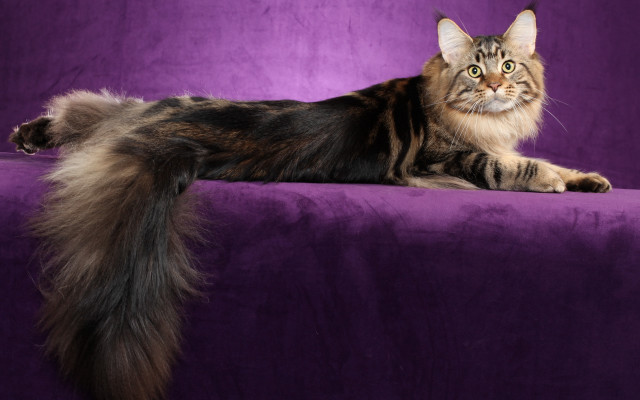 Cat purple couch longhair glamor free wallpaper for desktop - medium preview image