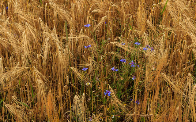 Wheat field blue flowers blue free wallpaper for desktop - medium preview image