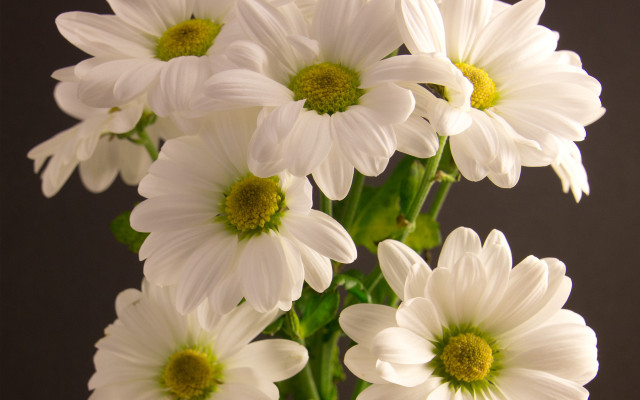 White flower vase macro bouquet free wallpaper for desktop - medium preview image