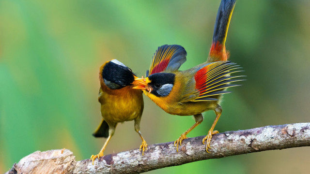 Two birds beak bite wildlife free wallpaper for desktop - medium preview image