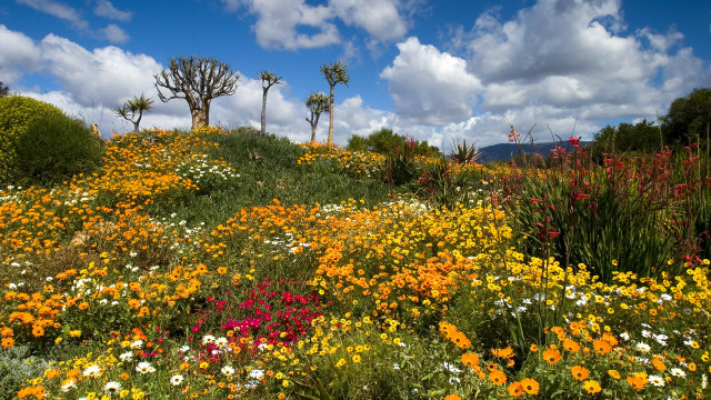 Flower field trees clouds sky #2 free wallpaper for desktop - medium preview image