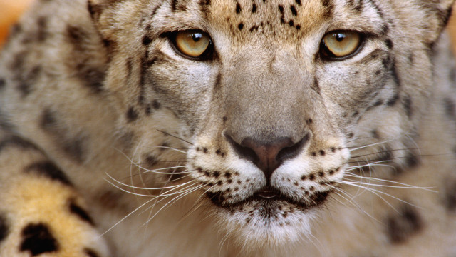 Snow leopard closeup yellow eyes free wallpaper for desktop - medium preview image