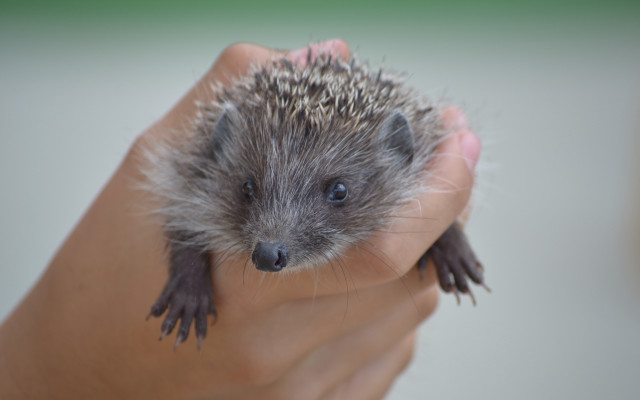 Small hedgehog hand blue eyes free wallpaper for desktop - medium preview image