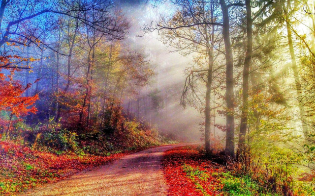 Autumn foggy forest path mystical free wallpaper for desktop - medium preview image