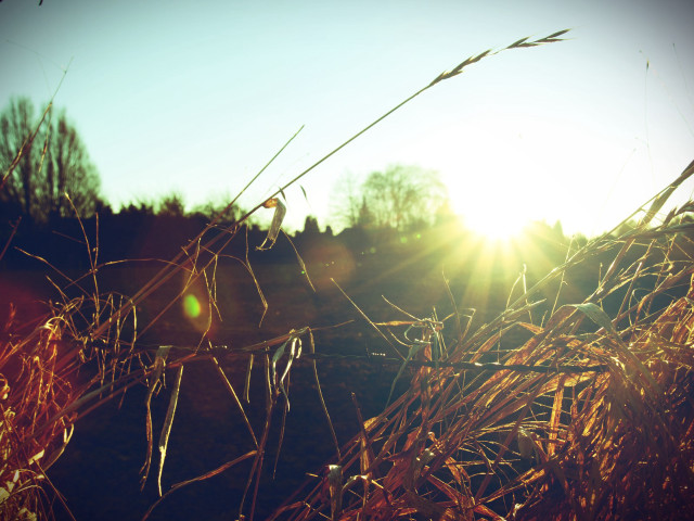 Sunset fence tallgrass tree lensflare free wallpaper for desktop - medium preview image