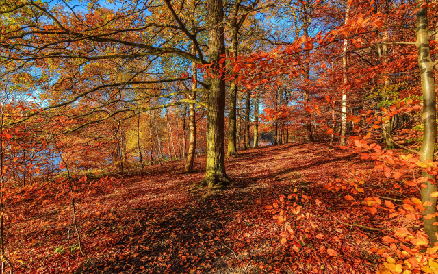 Woods path bench autumn leaves free wallpaper for desktop - medium preview image