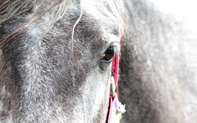 Horse red string closeup white free wallpaper for desktop - medium preview image