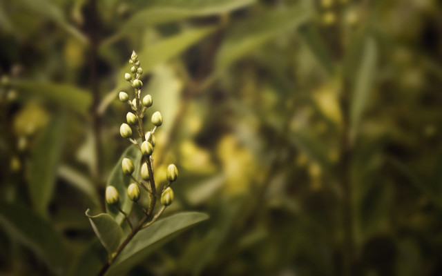 Plant bokeh blur depth of free wallpaper for desktop - medium preview image