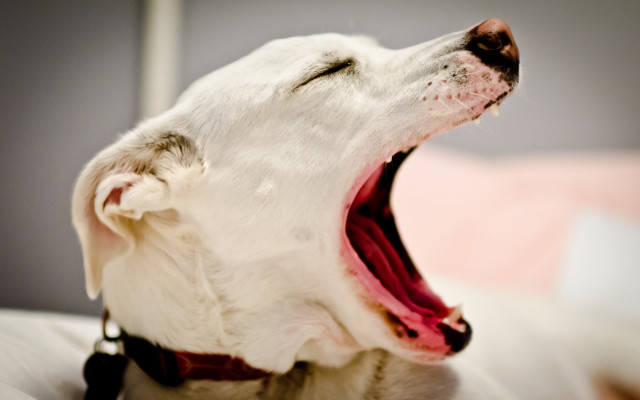 Dog open mouth tongue out free wallpaper for desktop - medium preview image