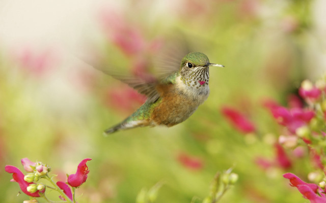 Hummingbird flower field bokeh realistic free wallpaper for desktop - medium preview image