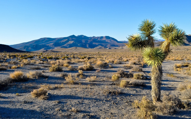 Lone palm tree desert mountains #2 free wallpaper for desktop - medium preview image