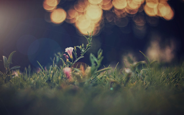Blurry flower grass bokeh microscopic free wallpaper for desktop - medium preview image