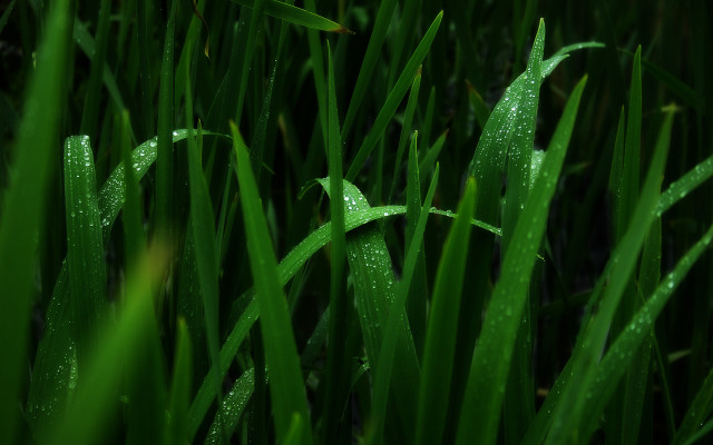 Grass water droplets bamboo fireflies free wallpaper for desktop - medium preview image
