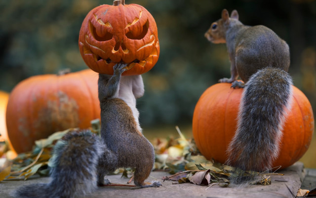 Squirrel holding pumpkin surreal jigsaw free wallpaper for desktop - medium preview image