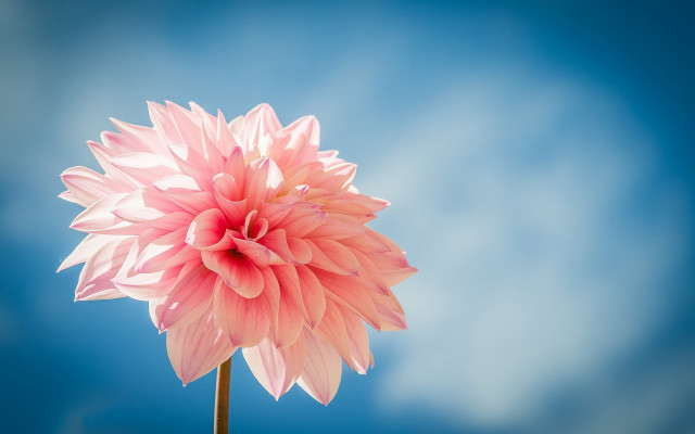 Pink flower blue sky macro #4 free wallpaper for desktop - medium preview image