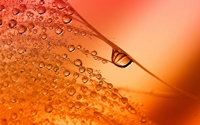 Water drop flower stem red free wallpaper for desktop - medium preview image