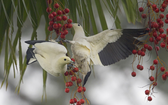 Birds berries branch fight flying free wallpaper for desktop - medium preview image