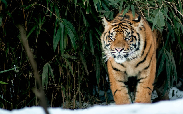 Tiger snow forest bamboo blurry free wallpaper for desktop - medium preview image